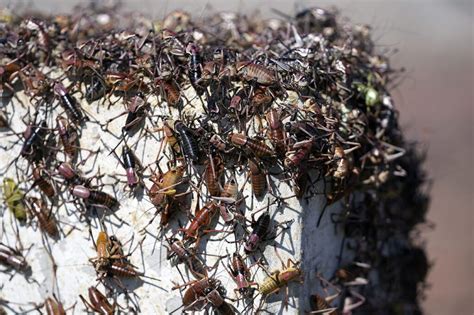 Blood-red crickets invade Nevada town, residents fight back with brooms ...