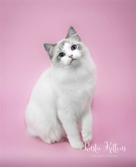 Ragdoll cat breeders