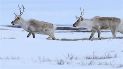 BQCMB Video Highlights Need for Caribou Habitat Protection – Beverly ...