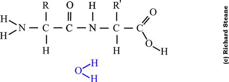 Hydrolysis of a dipeptide