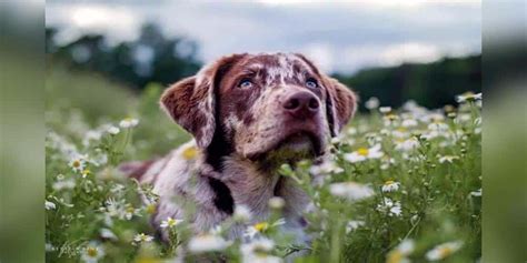 Lab Australian Shepherd Mix Facts | Alpha Paw