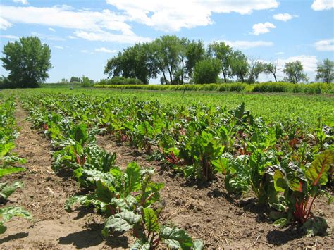 In-Soil Farming Training | Veterans to Farmers