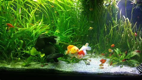 Live Plants – Advanced Aquarium Concepts