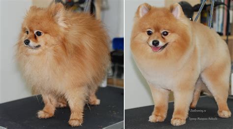 Pomeranian Puppy Cut Before After