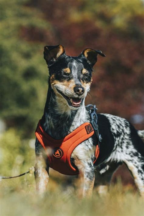 Chihuahua Mix With Husky and Blue Heeler Husky and Blue Heeler Mix ...