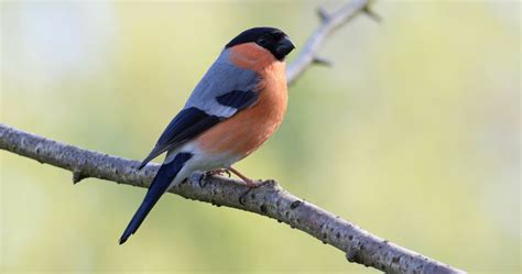 Bullfinch Images – Browse 54,565 Stock Photos, Vectors, and Video ...