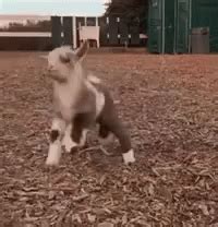 Baby Goat GIFs | Tenor