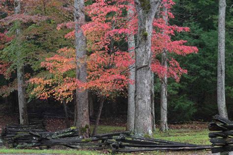 Fall Series: 5 Best Trees for Fall Color