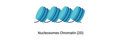 Nucleosome: Definition, Structure, and Function