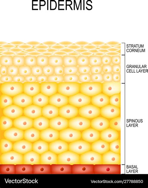 Skin cells and structure layers epidermis Vector Image