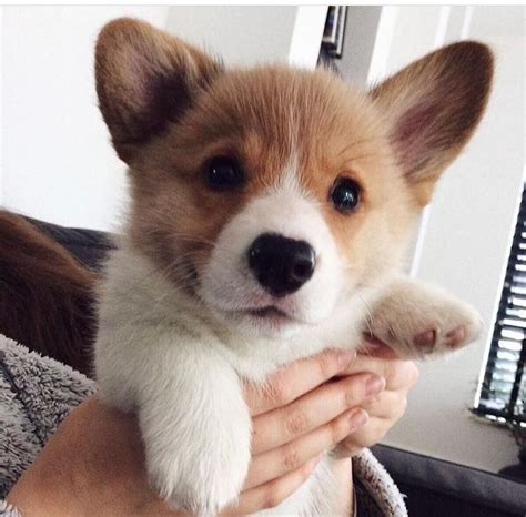 Such a cute little corgi pup. .....Do you love cute dogs like this, Follow our #Petsdope ...