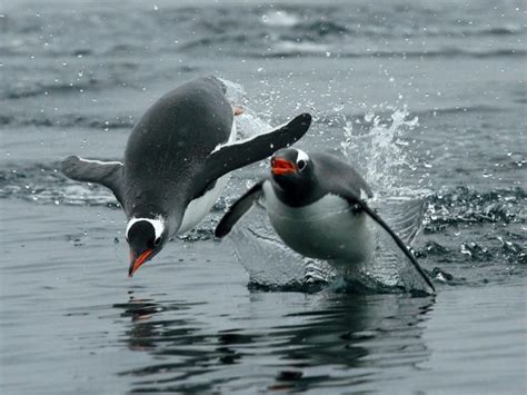 Penguins swimming :) | Penguins, Fun facts about penguins, Cute penguins