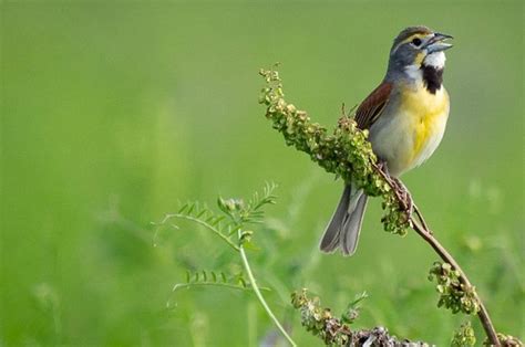 Dickcissel | LandPKS