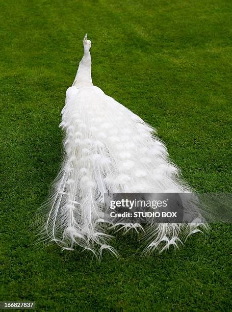 470 White Peacock Feathers Stock Photos, High-Res Pictures, and Images ...