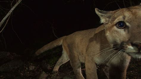 Mountain lion known as P-32 hit by vehicle, killed on Interstate 5 near Castaic - ABC7 Los Angeles