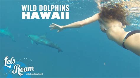 Things to do in Oahu - Swimming with Wild Dolphins - YouTube