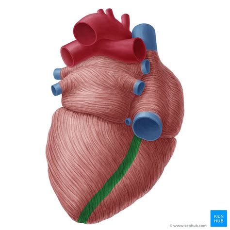 Herz - Anatomie, Aufbau, Funktion, Vorhöfe und Ventrikel | Kenhub