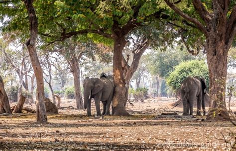 Gonarezhou - Place of Elephants