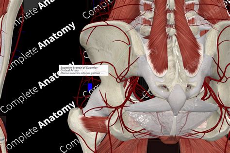 Superior Branch of Superior Gluteal Artery | Complete Anatomy