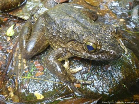 Interesting facts about goliath frogs | Just Fun Facts