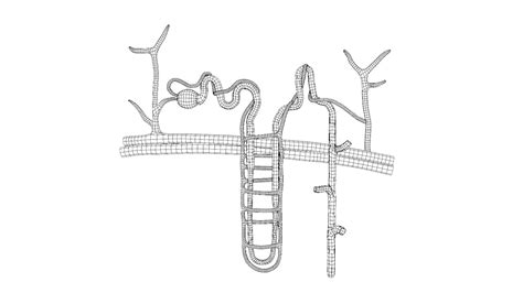 3D Kidney Nephron Structure Anatomy - TurboSquid 2151707