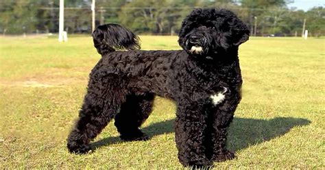 Portuguese Water Dog Poodle Mix Temperament, Lifespan, Size, Adoption