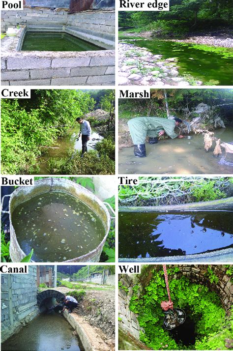 A variety of fixed habitats of mosquito larvae in Mazandaran Province,... | Download Scientific ...