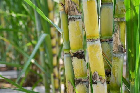 Benefits of Sugarcane in Hindi: गन्ने के फायदे और सेवन का तरीका