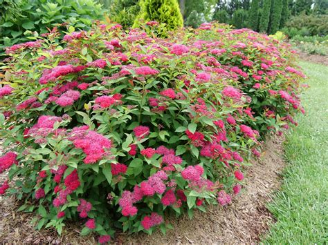 Double Play Doozie Spirea - Pahl's Market - Apple Valley, MN