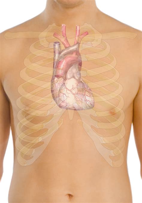 Medical School • Surface anatomy of the human heart The heart is...