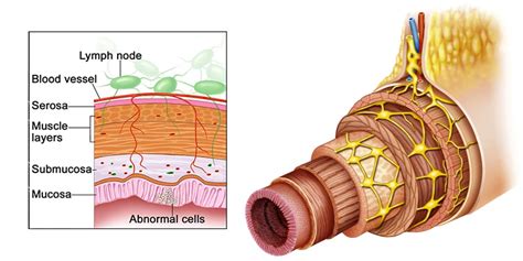 Anatomy of the Colon and Rectum - Pristyn Care