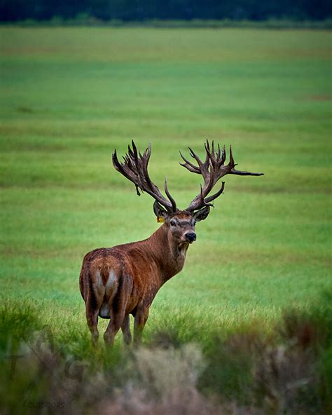 Red Stag - Shady Trell Ranch