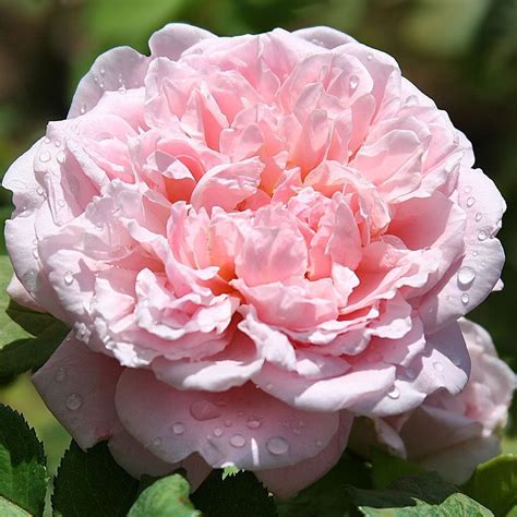 Heirloom Rose