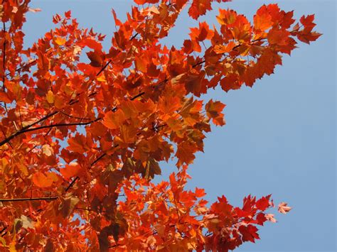 Red Autumn Leaves Free Stock Photo - Public Domain Pictures