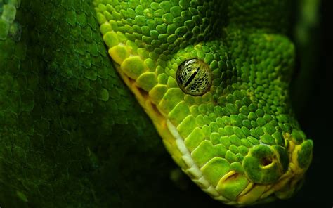 Green snake, animals, nature, wildlife, snake HD wallpaper | Wallpaper Flare