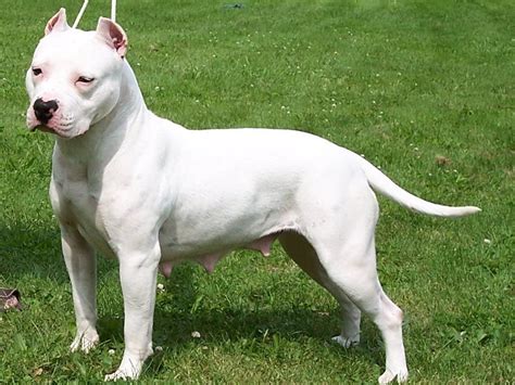 77+ American Staffordshire Bull Terrier White - l2sanpiero