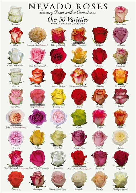 Pin by Kirsten M on Roses in 2023 | Rose varieties, Types of flowers, Types of roses