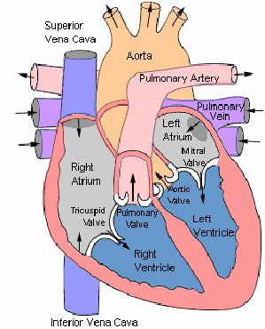 How Your Heart Works - Tests & Procedures - Children's Heart Center - Golisano Children's ...