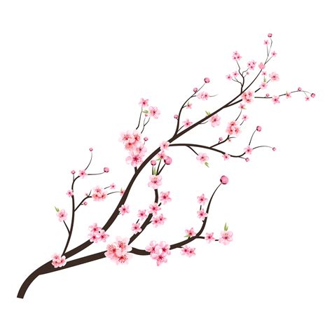 Japans kers bloesem png. kers bloesem Afdeling met sakura bloem. kers bloesem met roze waterverf ...