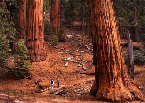 Redwood Forest Wallpapers - Top Free Redwood Forest Backgrounds - WallpaperAccess