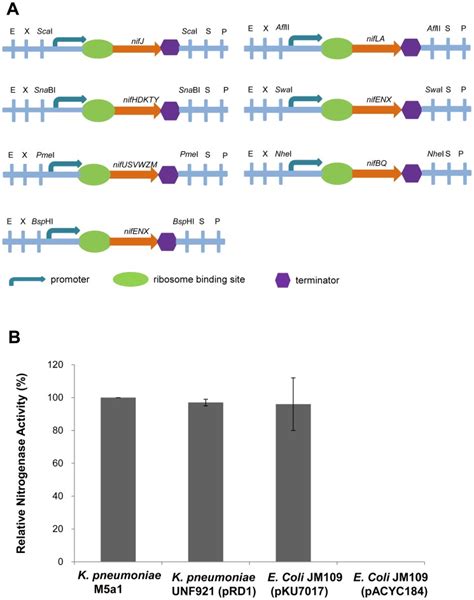 (A) Linear view of the nif gene region in the plasmid pKU7017 with the... | Download Scientific ...