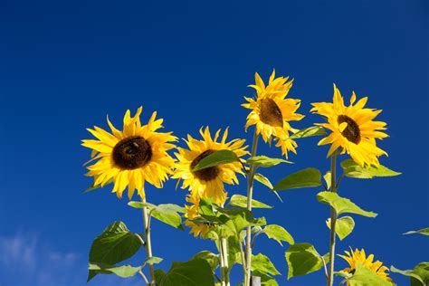 Sunflowers And Blue Sky Free Stock Photo - Public Domain Pictures