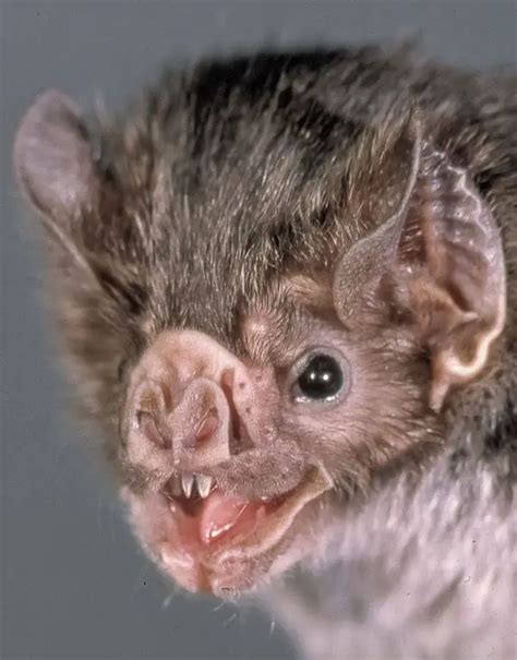 Common Vampire Bat | The Animal Facts | Appearance, Diet, Habitat