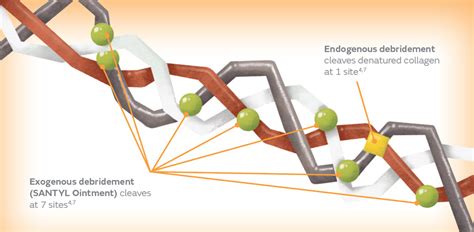 Mechanism of action | Collagenase SANTYL® Ointment for HCPs