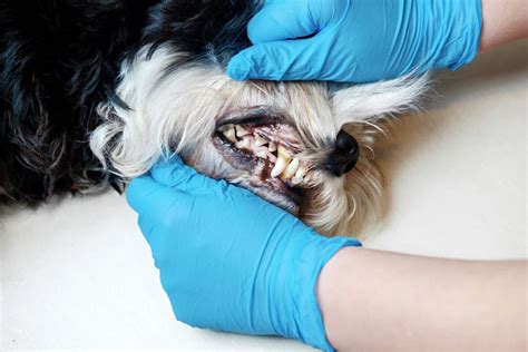 Dog Teeth Problems | Schedule Your Dog's Check-Up or Treatment Today