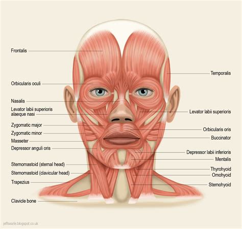 Head Muscles