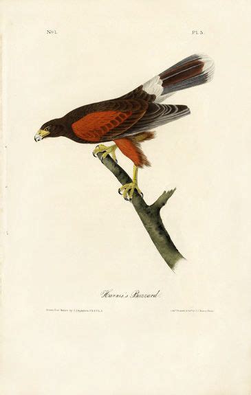 Audubon Bird Prints Birds of Prey Owl Hawk Eagle from Birds of America ...