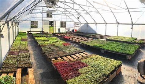 Greenhouse full of microgreens! 🙌🌱 ️ what’s your favourite #microgreens to grow?? 👨‍🌾👩‍🌾 # ...