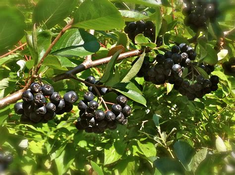 Aronia Berry: Health Benefits, Nutrition and More.. - Ricearch.com