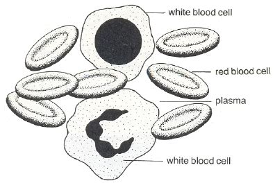 blood cell